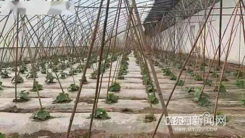 湖北天门种植什么致富？