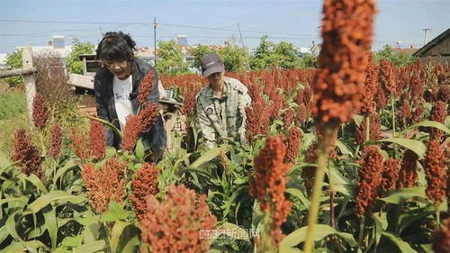 湖北天门种植什么致富？