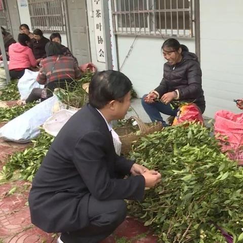 种植什么茶致富快？