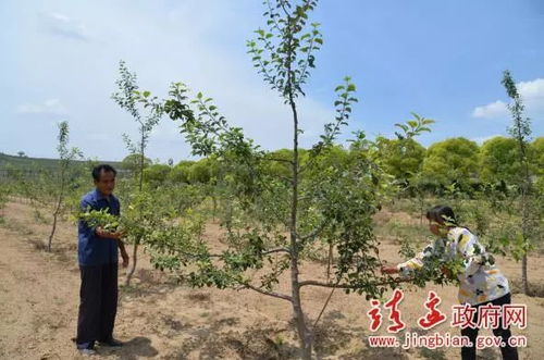 住在山里靠什么致富？