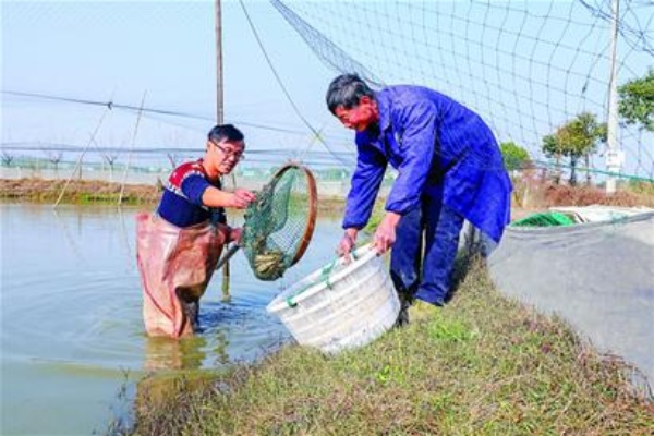 苏州农村致富之路，探索养殖新机遇