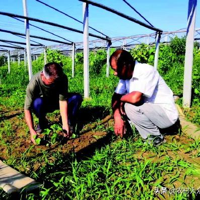 明年种植什么致富树？选择这五种树木，让你财富滚滚来！