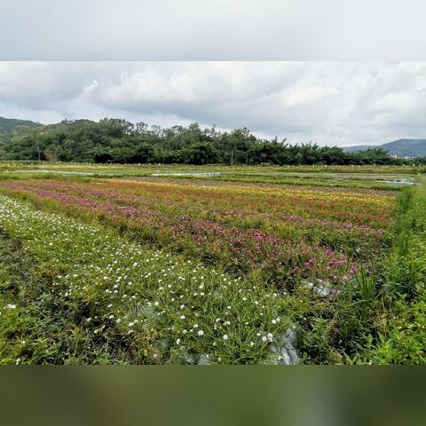 家庭楼顶致富指南，打造空中花园，实现财富增长