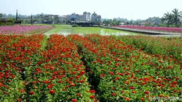 种植什么花会致富成功？