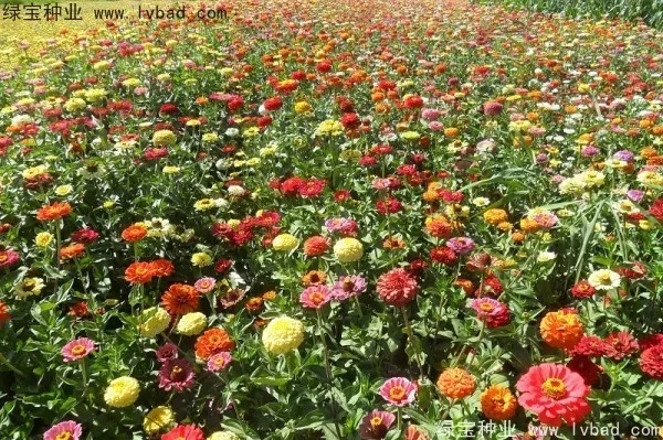 种植什么花会致富成功？