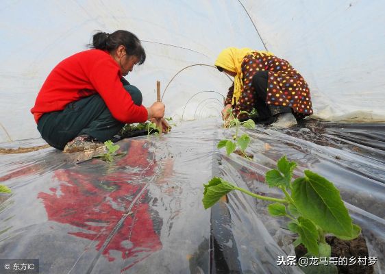 春天种植什么能致富