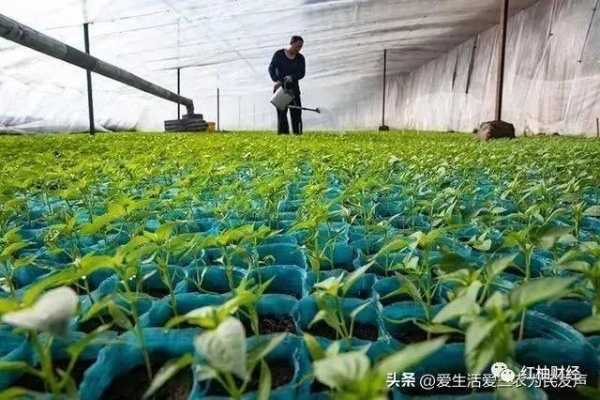 春天种植什么能致富