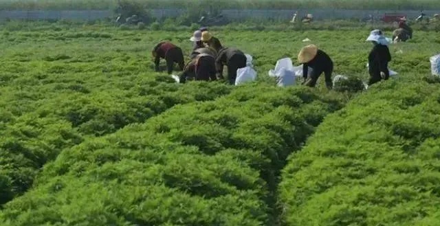 种植希望，致富自由，探索绿色财富之路