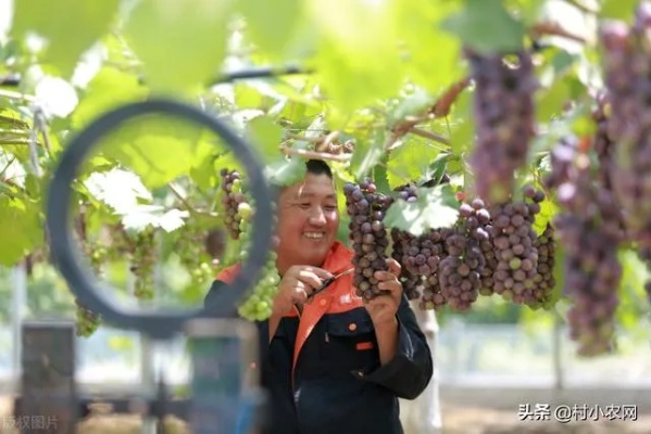 现在农民靠什么致富？