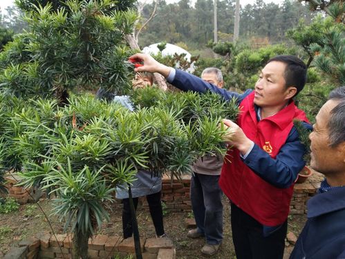 山区种植什么树致富？