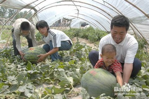 山区种植什么树致富？