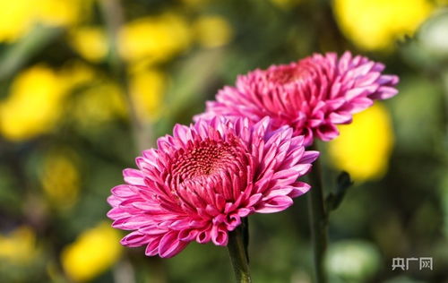 菊花致富，从田园到财富