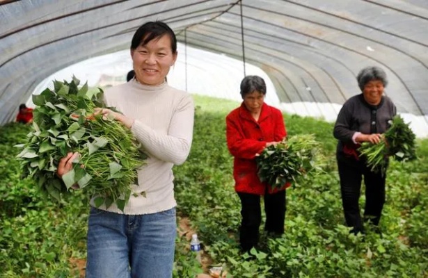 种植什么致富快呢？