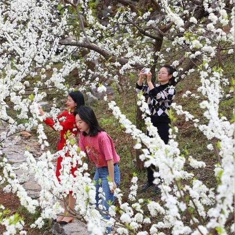 重庆农村投资小赚钱项目大盘点，助力乡村振兴