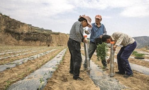 山地种植什么能致富？