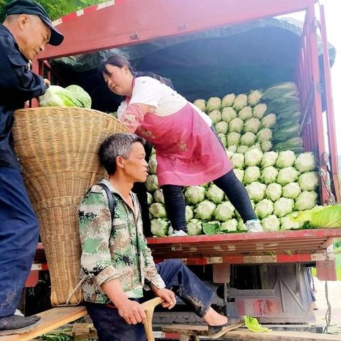 什么菜最好致富呢？