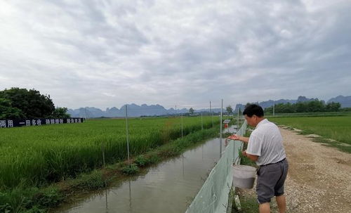 农村种植什么容易致富？