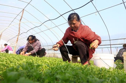 种子种植什么最致富？