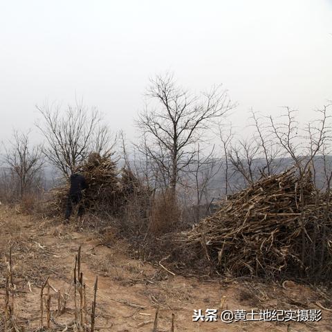 种植什么药材致富最多