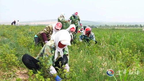 种植什么药材致富