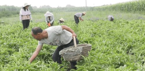 种植什么药材致富