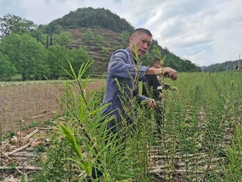 种植什么药材好致富