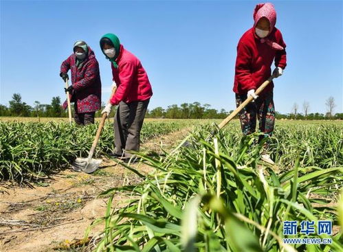 各地都靠什么致富