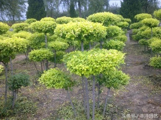 种什么花树能致富