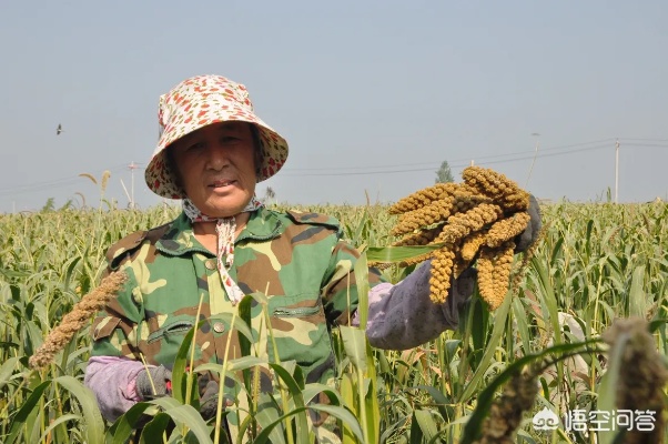 农民种什么最快致富