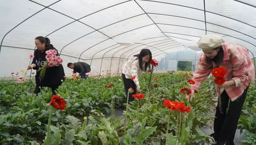 种植什么花能致富？