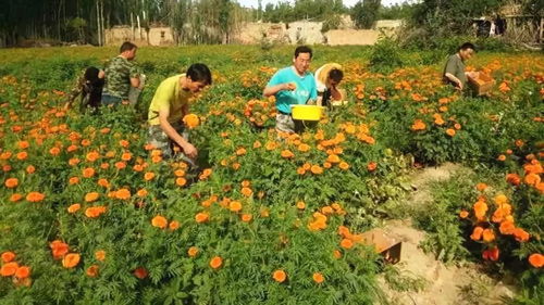 种植什么花能致富？