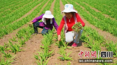 农村致富种植什么花？