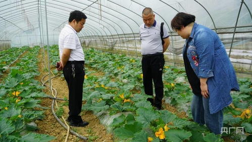 香菇致富伞，一种新型农业致富模式