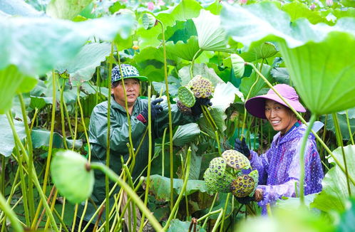 香菇致富伞，一种新型农业致富模式