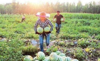 农村小伙种植什么致富