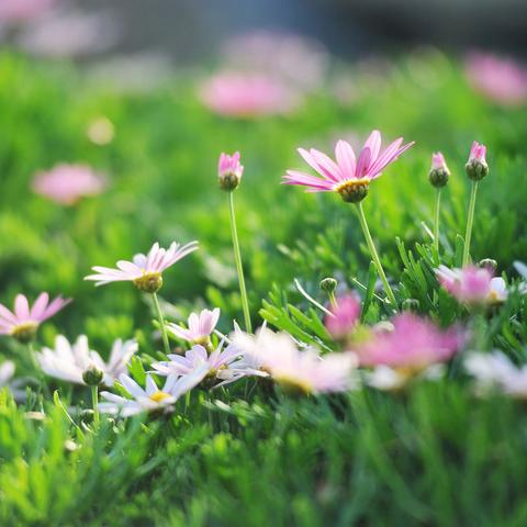 种植什么药材最致富