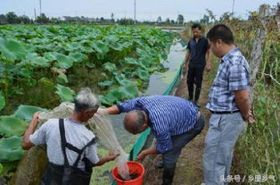 农民养什么会致富