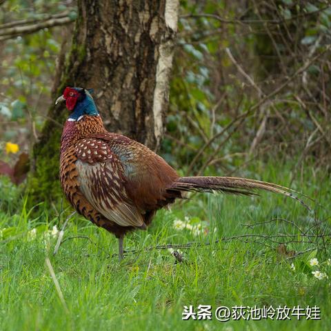 去年做什么项目致富