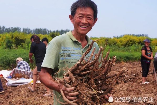 农村种什么药材致富