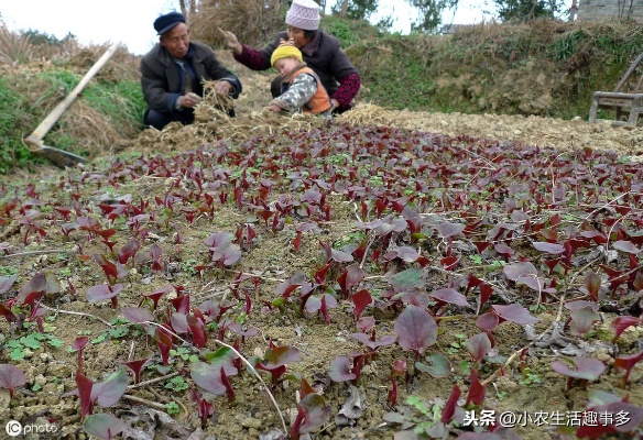 农村现在做什么菜赚钱多，探寻新时代农村致富秘籍