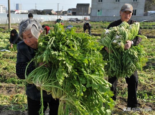 农村现在做什么菜赚钱多，探寻新时代农村致富秘籍