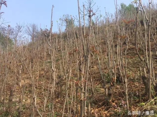 荒山种什么树致富