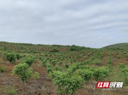 荒山种什么树致富