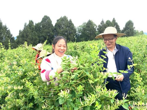 致富花，探索与发现