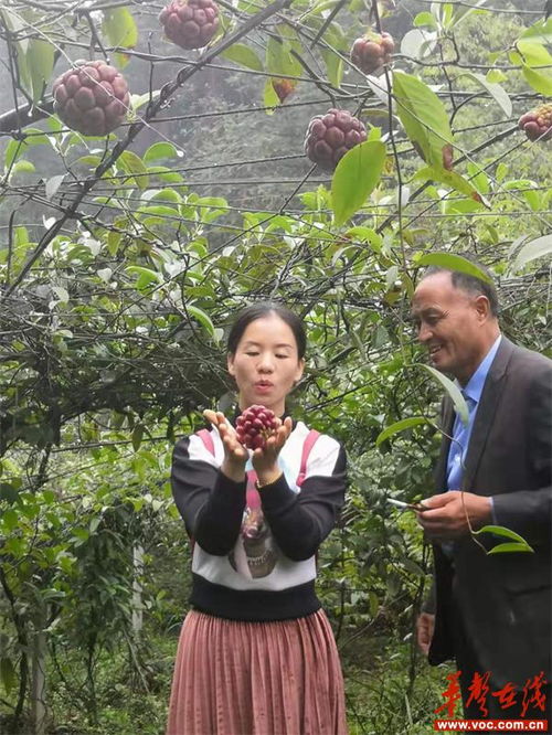 致富果，探索神奇果实之旅