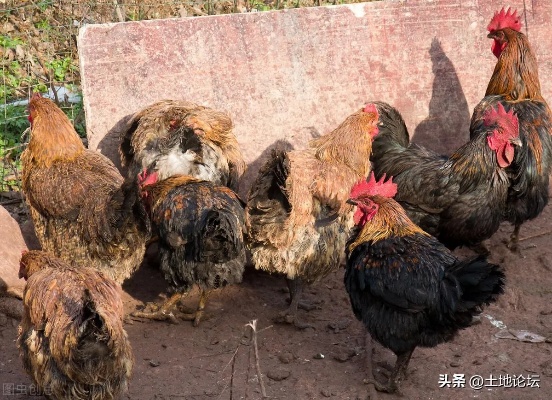 鸡群养什么致富？