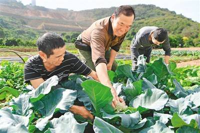 福建种植什么致富最多