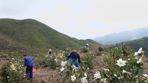 福建种植什么致富最多