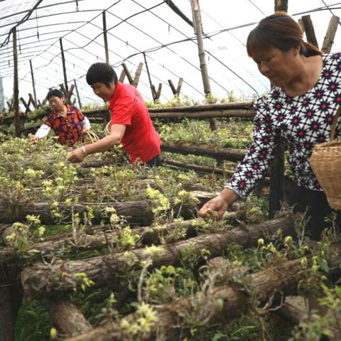 养什么植物能致富？