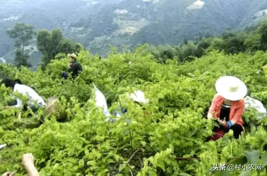 农村种植什么最好致富